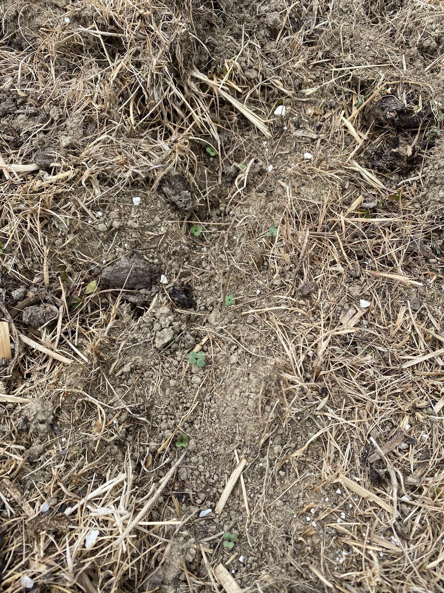 FaughhillFarm's tweet photo. In the ground 7 days and a good emergence https://t.co/DKjKUSkRr5