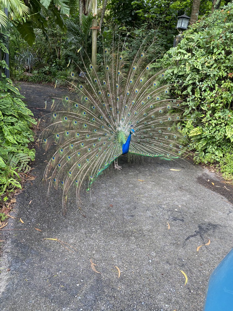rickson_jim's tweet photo. Rolled up to one of our long time customer’s residence and was halted to this fellow acting as driveway sentinel 😂 
Jim https://t.co/rtKTQ51RnO