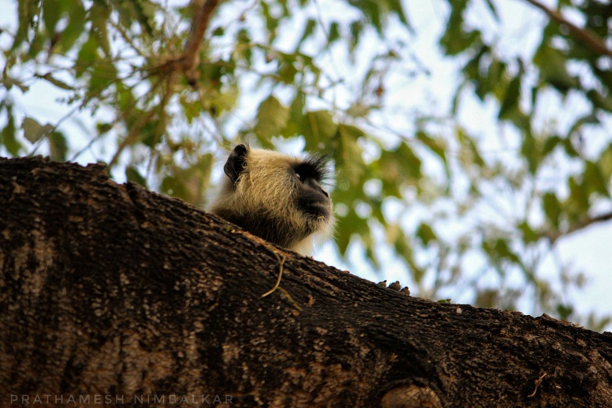P_D_Nimbalkar's tweet photo. I am missing monsoon visit to #sanjaygandhinationalpark hope this we will win this war with corona virus and we could enjoy our mother nature 
#nature #natgeo #natgeoyourshot #IncredibleIndia @maharashtra @CMOMaharashtra https://t.co/yMJ6M2FAfg