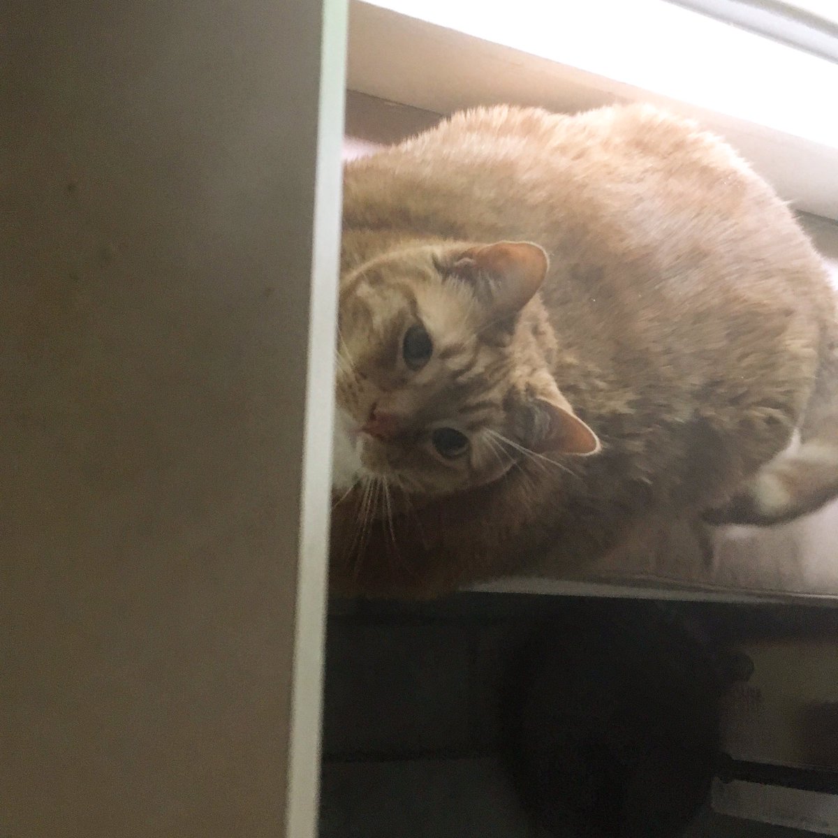 TheDailySimba's tweet photo. But, what are you toasting up there? 😻😘😻😘#TheDailySimba #lovemycat #catsofinstagram #catsoftwitter https://t.co/v1iZGinfNK