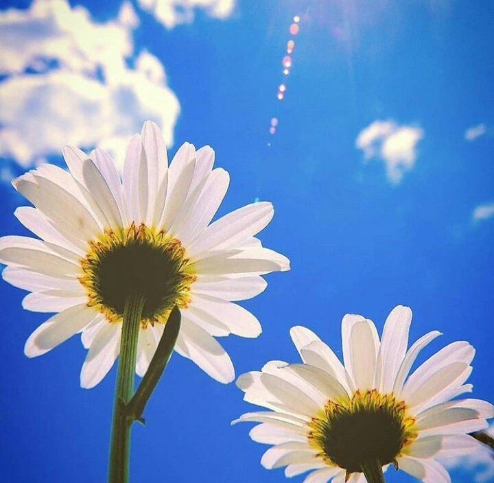Tuba86630958's tweet photo. #HUZUR #MUTLUK #SİZLERİN OLSUN #akşamınız #guzel Olsun 🍃🍁🍀 https://t.co/4P8dTBDdqA