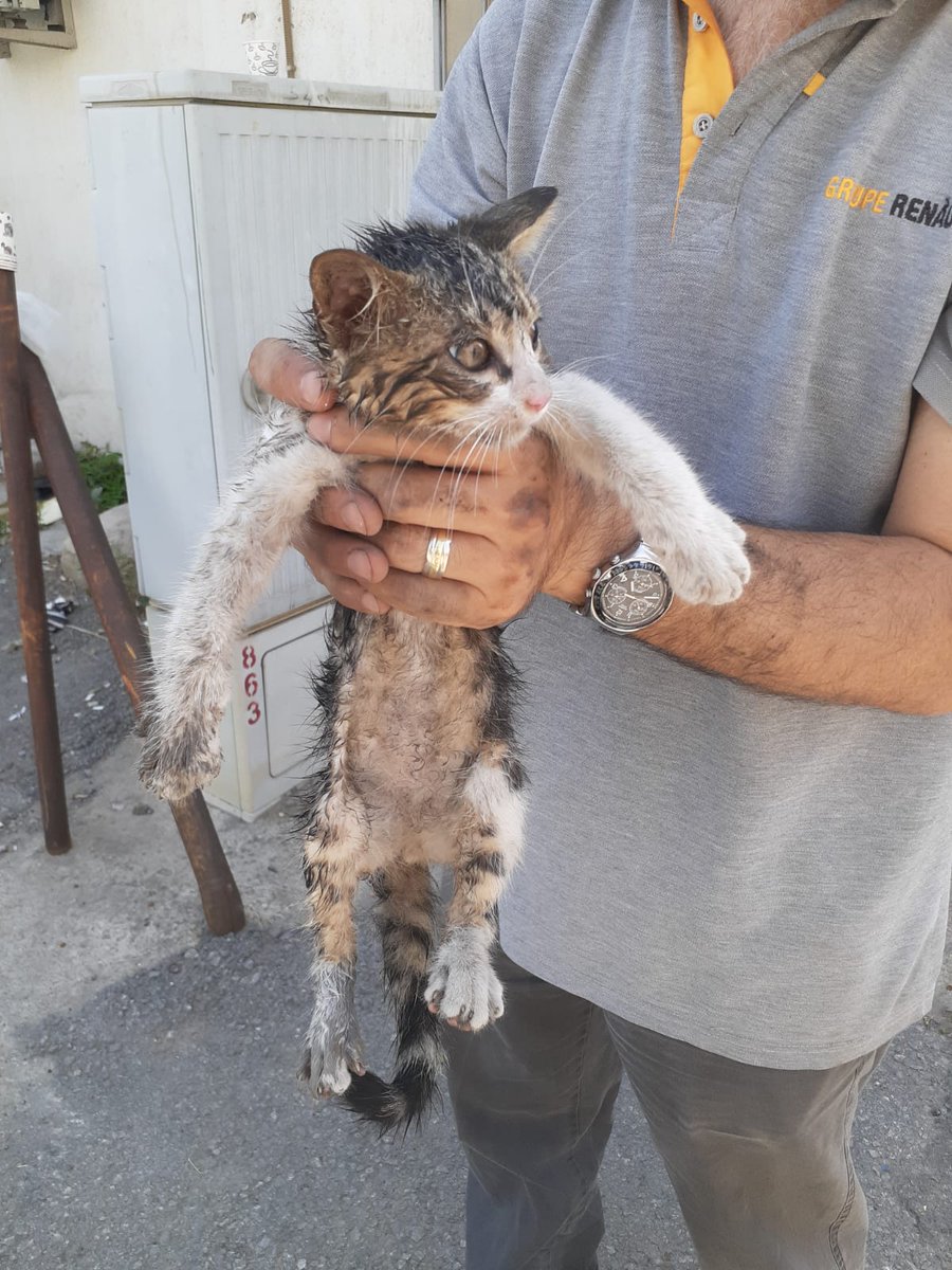 Bugün araçtan cikartilan ikinci bicirik 🐾🥰 Çok yoruldu çok korktu. Şimdilik şirketin bekçisinin gözetiminde geceyi geçirecek. Yarın ola hayrola 😊 Belki de onun yuvası siz olursunuz 🙏🙏🙏