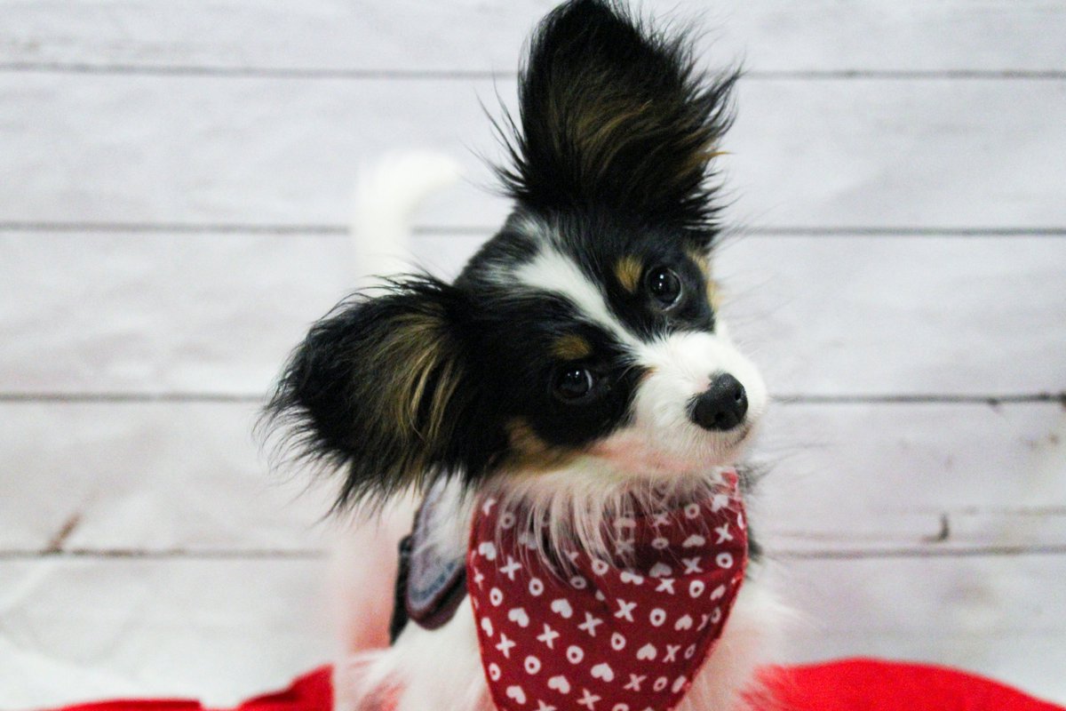 Sending puppy kisses to @donorguru! Thank you for your PAWSome support of our mission!