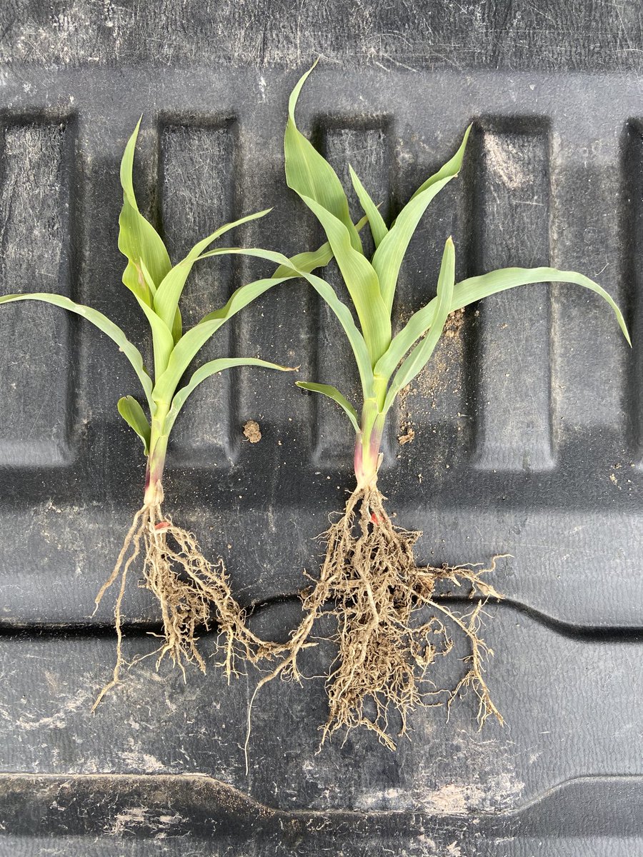 NovaQ's tweet photo. Important to have strong roots in dry weather. Let’s see what the rain this week does to these tow maize crops. Right side with ACF-SR #ACFbacteria #Sustainability #sustainableagriculture ⁦@BluePlanetLabs⁩ ⁦@AdvancedAgTech⁩ https://t.co/IpqzqrhPJm