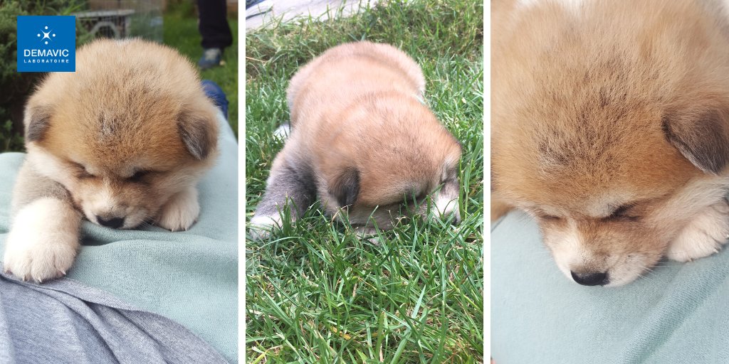 DEMAVICLab's tweet photo. Toute l'équipe DEMAVIC est très contente de vous annoncer que nous allons prochainement avoir une petite boule de poils comme ambassadrice 🐶 !

Saurez-vous trouver sa race ❓ 
On attend vos réponses avec impatience 😀

#chien #dogs #pets #animauxdecompagnie #DogLover https://t.co/ZH0YAe7bWv
