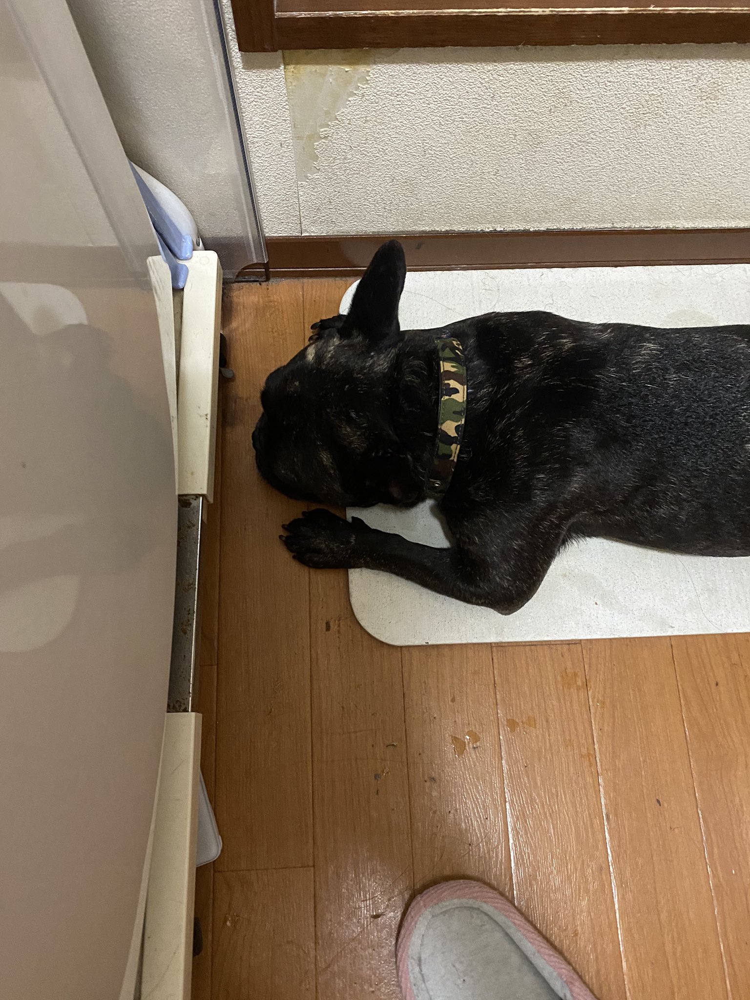 仏さん Fennel 犬来る前心配だったけど洗濯機の下のゴキブリの高田くんと仲良くやってそうだしよかったわ 30分こんな感じ T Co Zxzhgndrkg Twitter