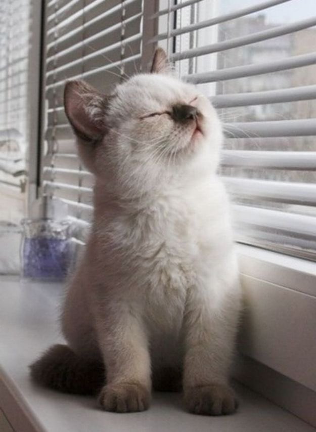 🐾 (@moebaekho) on Twitter photo 