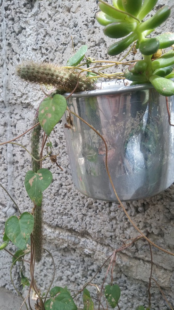 PlantsCactus's tweet photo. Disocactus flagelliformis
#Cactus #disocactus #flagelliformis https://t.co/81Nxc9BJI3