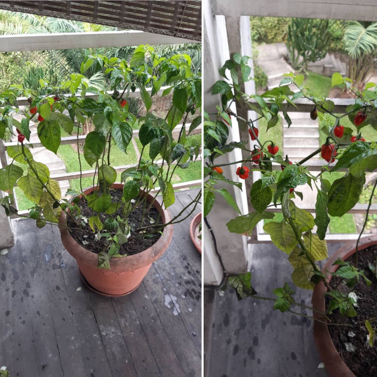 Melodieworld's tweet photo. I planned the seeds back In January 2020 &amp; now we’re in June 2020 it has produced some good #Habanero #Peper #habaneropeper https://t.co/zJMqzfZqo5