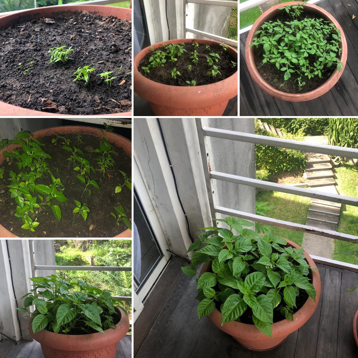 Melodieworld's tweet photo. I planned the seeds back In January 2020 &amp; now we’re in June 2020 it has produced some good #Habanero #Peper #habaneropeper https://t.co/zJMqzfZqo5
