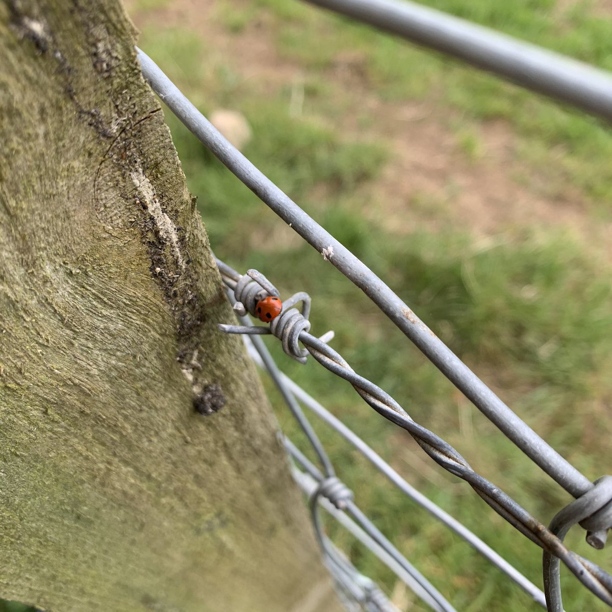 louise_urquhart's tweet image. We found 48 ladybirds on our exploration around the farm today including a baby one I don’t think I’ve ever seen a baby ladybird before! #mathslesson ✅ #homeschooling #lockdownlessons
