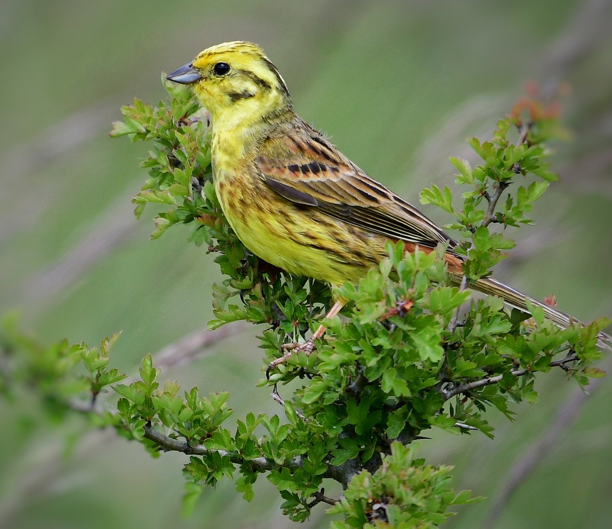 Yellowhammer ~ Martin Down, Hants #TwitterNatureCommunity #RSPB #BBCWildlifePOTD #UnderTheBirdWork <a href="/Team4Nature/">Team4Nature</a> @SIBirdClub