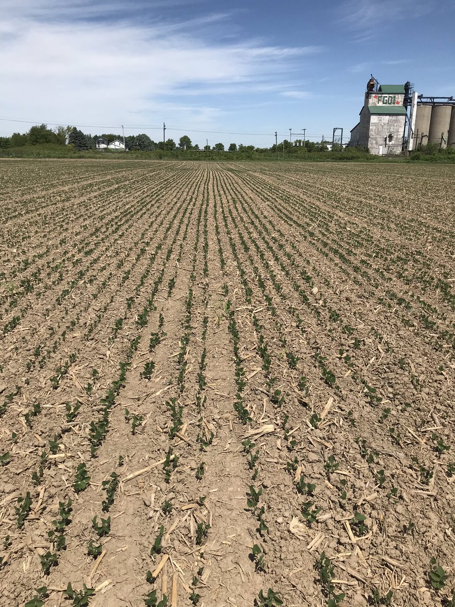 PS 2444XRN is Snobie’s pick this morning in Arkwood near Eberts #ckont.  Excellent early uniformity and colour on some tough clay. <a href="/PRIDESEEDS/">PRIDE Seeds</a> #PRIDEinMyField