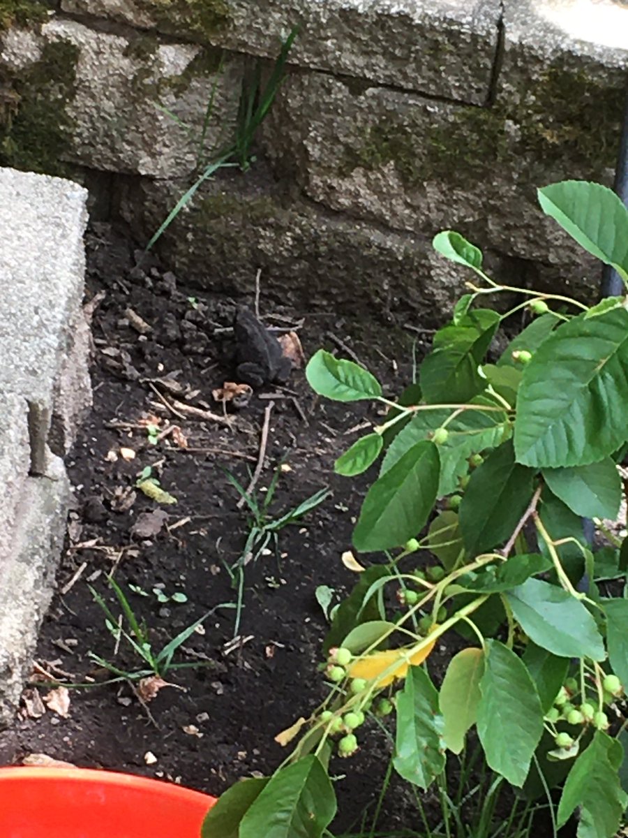 MBDanielson's tweet photo. #theartofheart #proudtohost I have an ersatz backyard urban garden and this morning this left-hopping toad showed up! https://t.co/W9HILEJY6d