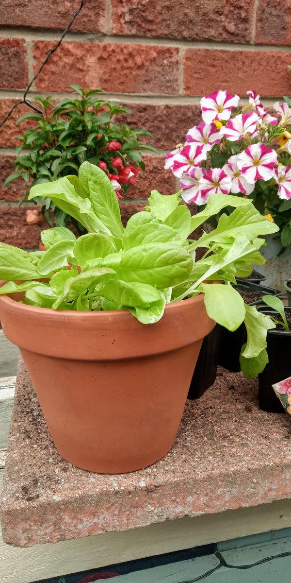 WritesRachael's tweet image. Lunch! #gardening #patchtoplate