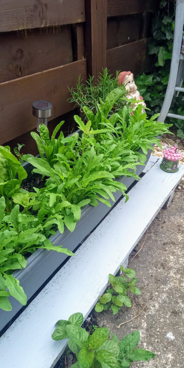 WritesRachael's tweet image. Lunch! #gardening #patchtoplate