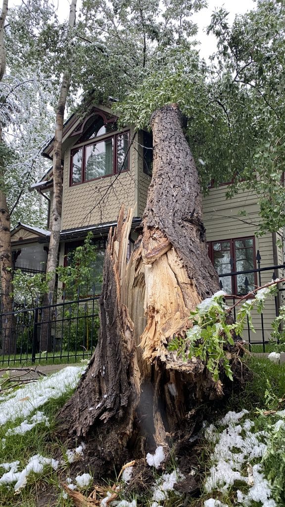 TheAspenTimes's tweet photo. Late-spring snowstorm rolls through Aspen area, downs trees and power lines. Snow totals in the area ranged from 3 to 5 inches. https://t.co/t9Pm9YmA4D via @DavidKrause #cowx https://t.co/LWPdUyCWzc