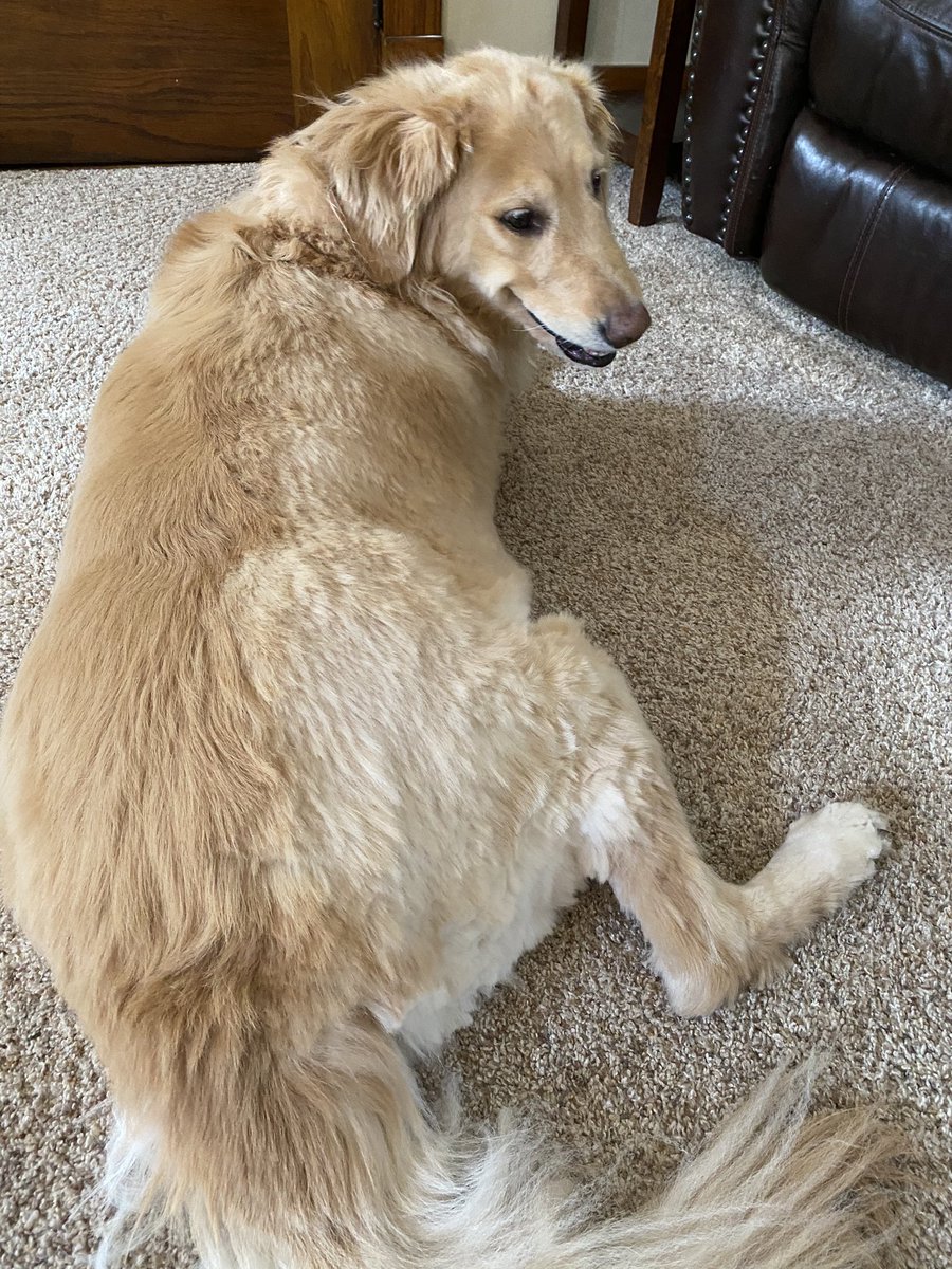 brutusthepuggle's tweet photo. It’s shaving season! Half way done and this ol’ gal had enough of the heat. Mama says don’t worry, she will even it out and it will looks fab, but for now it’s super funny 😂 https://t.co/Jwv4RAfEHE