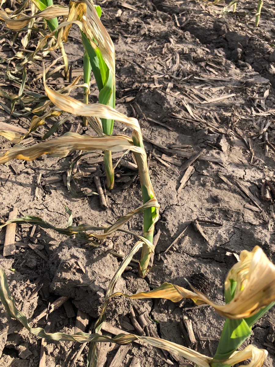 BecksHybrids's tweet photo. Have you ever mowed off frosted corn? We will find out this year if it works better than leaving it in the ground. #BecksPFR #CILPFR #NewStudyAlert https://t.co/KQwbCTtj4x