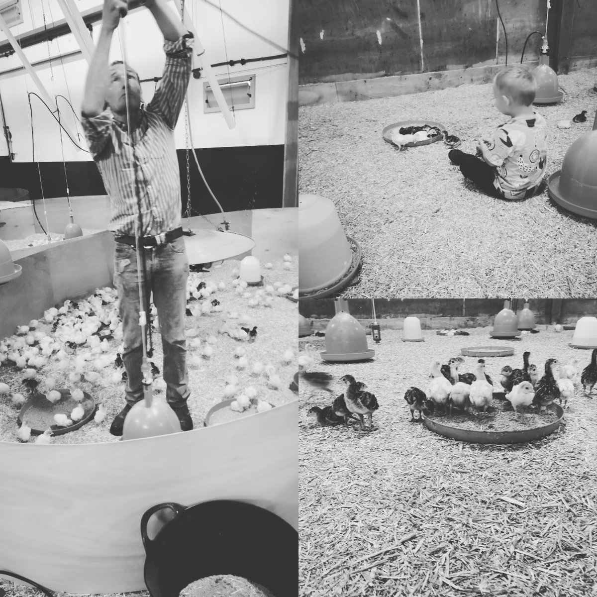Making sure our #turkeypoults are #healthy with access to #fresh #water #24hours a day! #youngfarmer #turkeys #farminglife  #freerange #farming #tenterden #kent