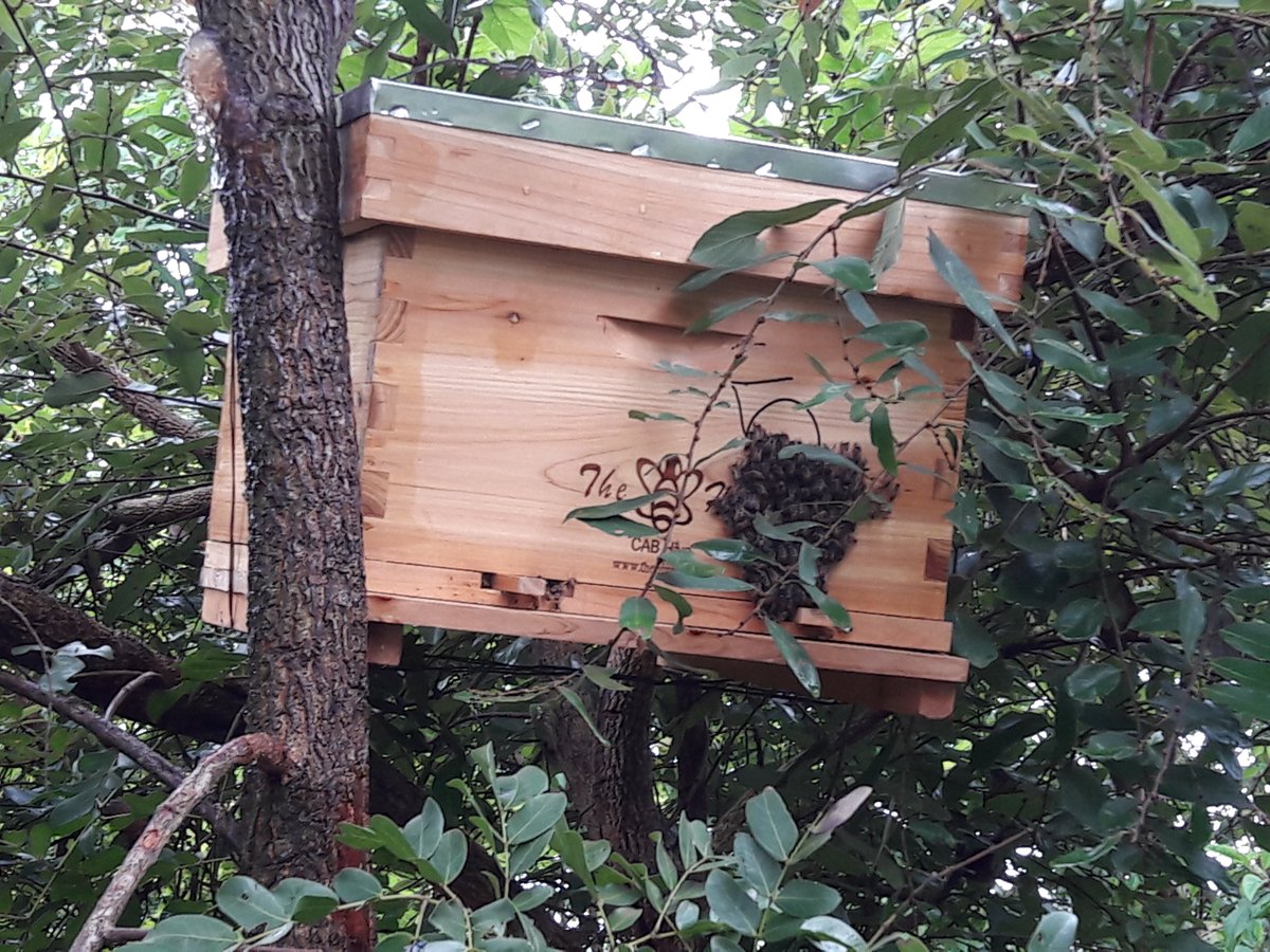 The CAB #hive, a good home for #bees ! With it #honey production is also pretty good. @MAAIF_Uganda @DAES_MAAIF @MAAIF_NFLC @AgriProFocusUG @Naacug @AndSafeguards @TheHiveAfrica