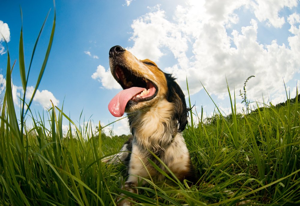 We all love summer in Ireland, but it is important to keep your pets safe during warm weather. Always make sure your pets have access to fresh cool water and shade. 🐶🐱❤️

#PetsInTheCity #DublinPets                                      #StaySafe #StayHome #InThisTogether