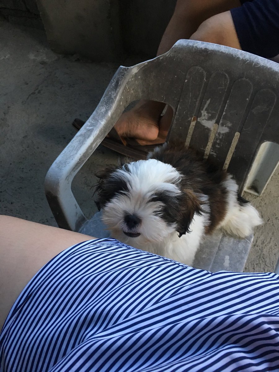 memalanghahaha's tweet photo. hewow 🐾 https://t.co/kUdTBom2IY