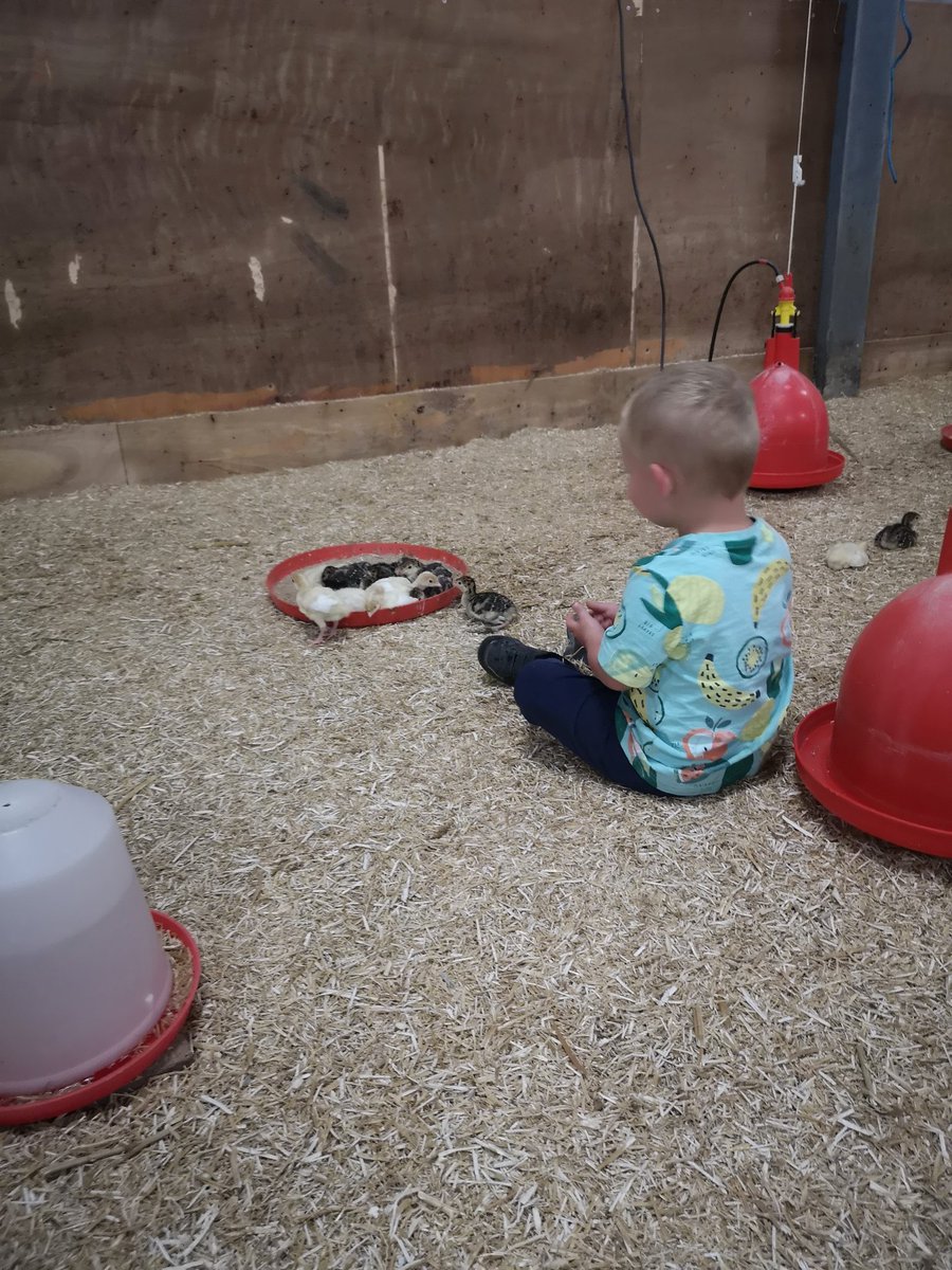 #sleeping #turkeys #startthemyoung #farming #freerange #christmas