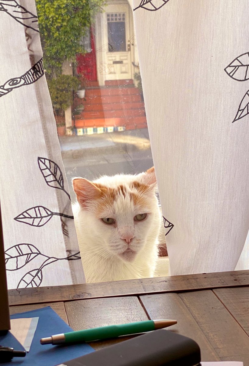 LoMeowChenko's tweet photo. Duuuuuddddessss.....first day back at work..... 🌱🌿 

#SomeoneTakeAMemo #OrGetSnacks #AlsoWhereTheTPSReportsAt  #IsItTimeToGoYet #officespace  #WorkFromHome #QuarantineCats #CatsOfTwitter #cats #CatsOfTheQuarantine https://t.co/2H0GQ5v4tX