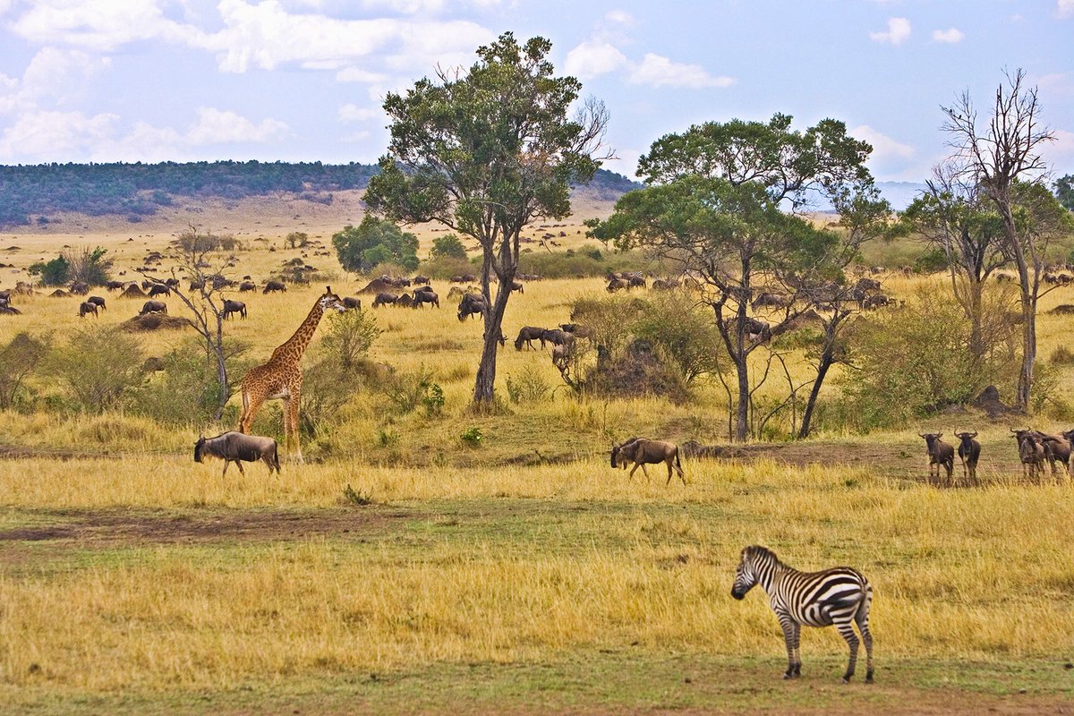 theworldlinks's tweet photo. 5 Things to Pack When Going for Safari
#Safari #SafariTips #Packing
https://t.co/LI2vrmHMf8 https://t.co/5awepB2T6N