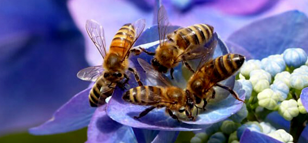 Speaking words of wisdom...

let it bee.

On a quiet warm afternoon, lazy and looking for inspiration, I can't help but notice that the only thing moving are the bees....and are they ever moving! It occurs to me...

read full story: harbourliving.ca/vancouverislan…