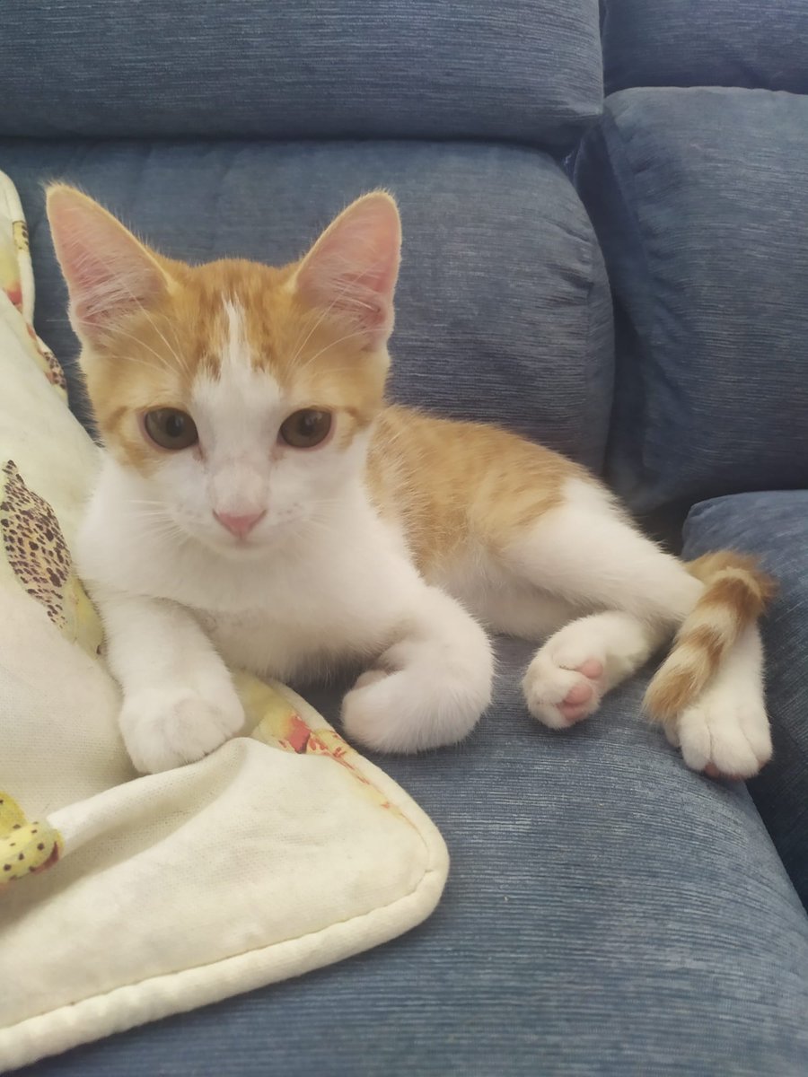 InstaSamer tweet media