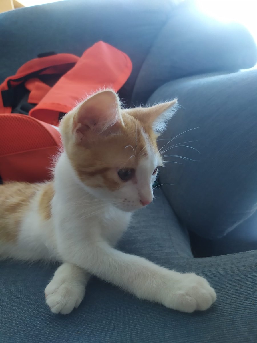 InstaSamer tweet media