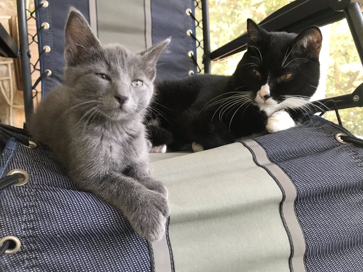 BrettBetsill's tweet photo. Roosevelt getting comfy with the new brother, Coolidge. Brother Fillmore less so #threepresidents #polydactalcat https://t.co/1A4KMCe2qh