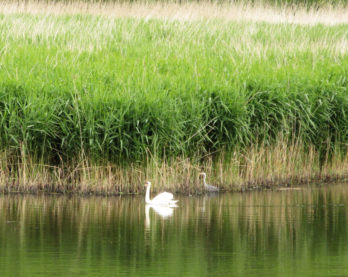 StanLeigh18's tweet photo. North from #Workington Walk - another good walk of nearly 7 miles by @viviennecrow2 
- View of #Maryport &amp; #SolwayFirth from #Workington
#SiddickPond with Criffel beyond
#Heron keeping an eye on a #Swan 
- A bevy of #Swans in #RiverDerwent - #NavviesBridge beyond
@Workytown https://t.co/o15bVDCpT7