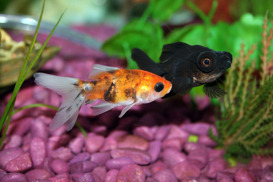 Tropical fish are a beautiful addition to any home. They are fascinating to look after and give you great insight into life under the ocean. 🐠❤️🐟

#PetsInTheCity #DublinPets   #TropicalFish #StaySafe #StayHome #InThisTogether
