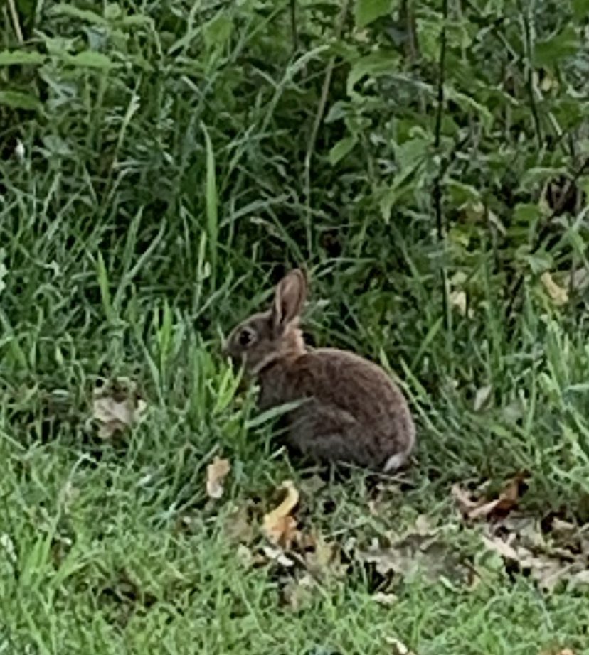 EMysiuk's tweet photo. Saw this fellow on the course today while playing my best round so far 69 (-5) gross 🏌🏽‍♀️⛳️ @peakusagolf https://t.co/bl6Jl1qJeZ