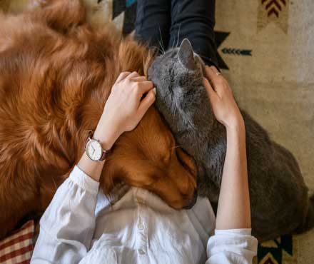 It's time to celebrate our furry friends! 😍

Show your pets how much you love them by sharing a picture of them with us! 🐶🐱🐹🐰💖

#PetsInTheCity #DublinPets #Summer #BetterWithPets #PetSummerSafety #StaySafe #StayHome #InThisTogether