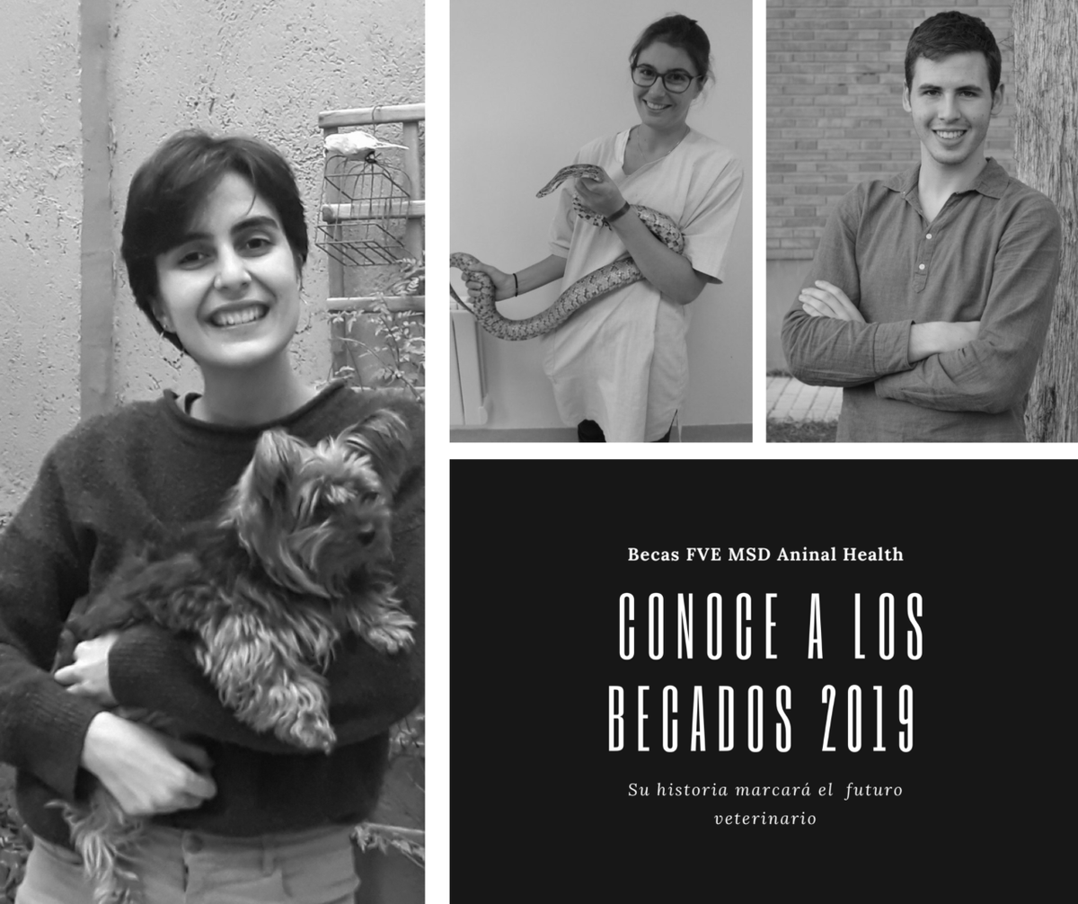 MSDAH_es's tweet photo. Orgullosos de colaborar un año más con la @FVEurope para ofrecer 36 becas a estudiantes internacionales de veterinaria. Apostamos por los futuros veterinarios, por ser claves para conseguir trabajar de forma multidisciplinar bajo el concepto de #OneHealth.
https://t.co/lwdQmGGfEK https://t.co/aWuQWMo6Xw