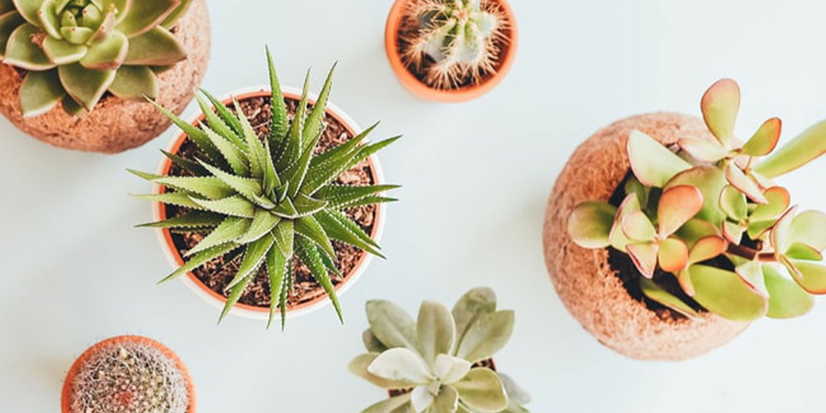 ADMEXICO's tweet photo. ¿Sabías que las plantas pueden ayudarte a ser más feliz? 🍃Te decimos cuáles son las plantas que debes tener en casa para mejorar tu humor aquí: https://t.co/tjvRxm4q8U https://t.co/eol1Pt9K4X