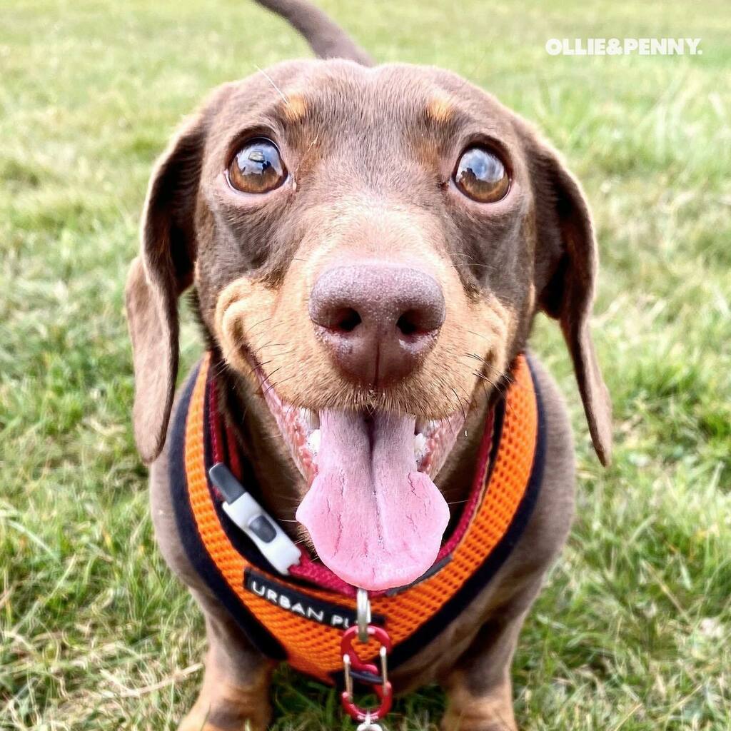 ollieandpenny's tweet photo. #boopmynose 👆🏻🐶🧡🐾 Happy #tongueouttuesday everypawdy! 🥰
•
#tot #boop #boopmysnoot #tuesdaymotivation #orangeisthenewblack #minidachshund #sausagedog #wienerdog #dachshundsofig #dachshund #irishdachshund #dogsofireland #dublindogs #phoenixpark #th… https://t.co/MA8s2Vzhcv https://t.co/slbFH6HMUr