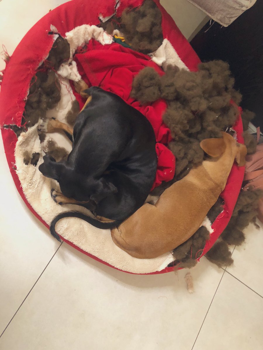 Today I am posting this not so cute photo....They destroyed their bed whilst I was presenting on conference call this afternoon .....They were next to me the whole time &amp; couldn’t look away from camera to stop them