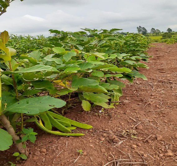 MIC_PY's tweet image. 📌Mipyme ganadora como Mejor Microempresa a nivel Nacional en el concurso #PCM2019 convocado por el MIC exporta🙌🇵🇾

👉La Asociación Agroecológica Oñoirú de Itapúa, exportará a los 🇺🇸 24.000 kilogramos de yerba mate con certificación orgánica📄✅

➕ℹ️▶️mic.gov.py/mic/w/contenid…