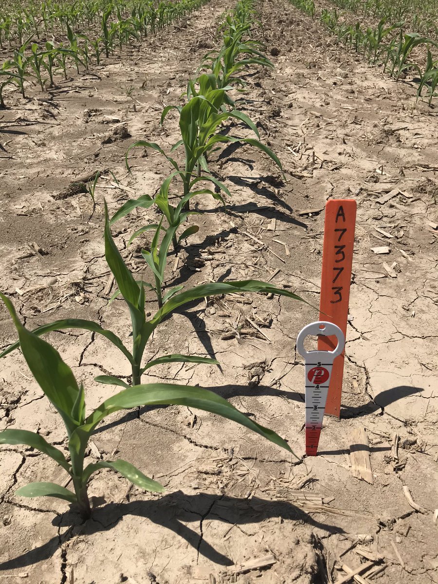 A7790G8 &amp; A7373G2, both impressive in Thamesville. Consistency, vigour, uniformity. ✔️<a href="/PRIDESEEDS/">PRIDE Seeds</a> #PRIDEinMyField