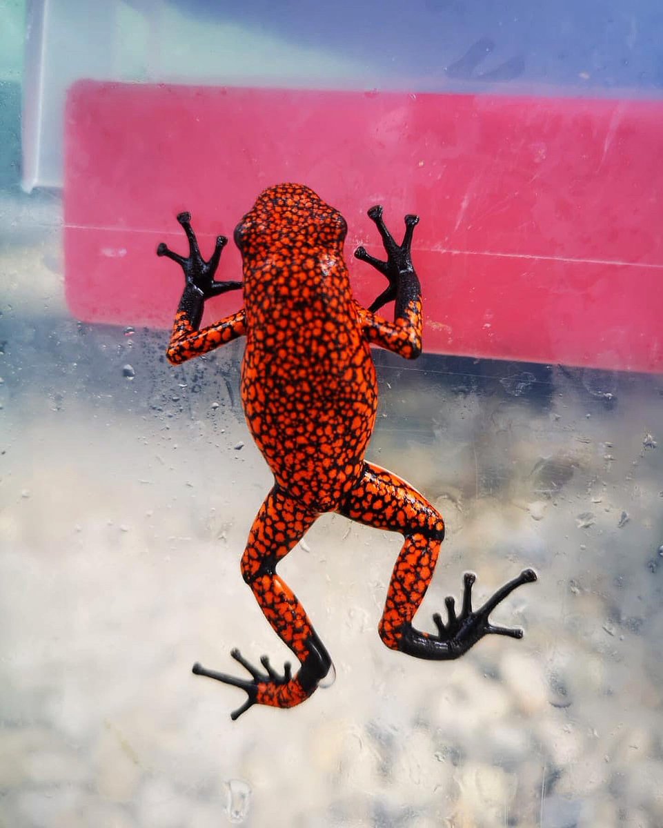 AnimalesBOG's tweet photo. A nuestro #CentrodeFaunaSilvestre ingresaron 2🐸 arlequín y 2 🐸 dardo, por comercialización ilegal.
Recuperados por @Ambientebogota y #GUPAEMEBOG.
Estas 🐸 habitan las selvas del Chocó y Costa Pacífica.🌴¡Son importantes para nuestros ecosistemas!
No compres #FaunaSilvestre❌ https://t.co/OvbelK922m