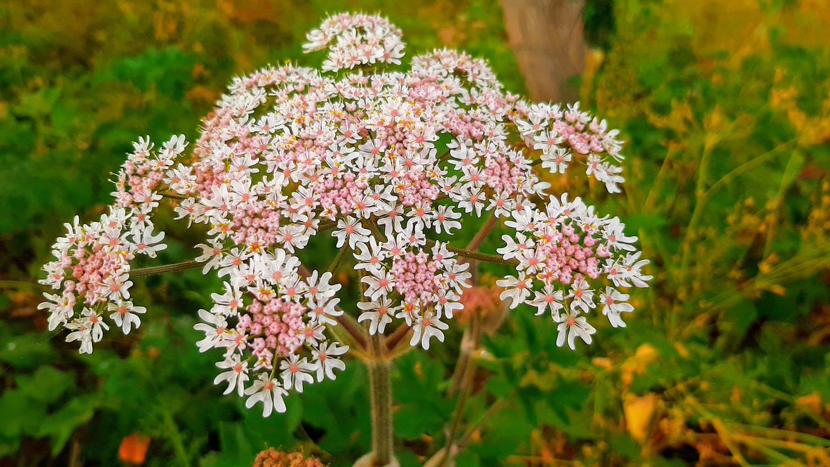 Joshua Ajowele tweet media