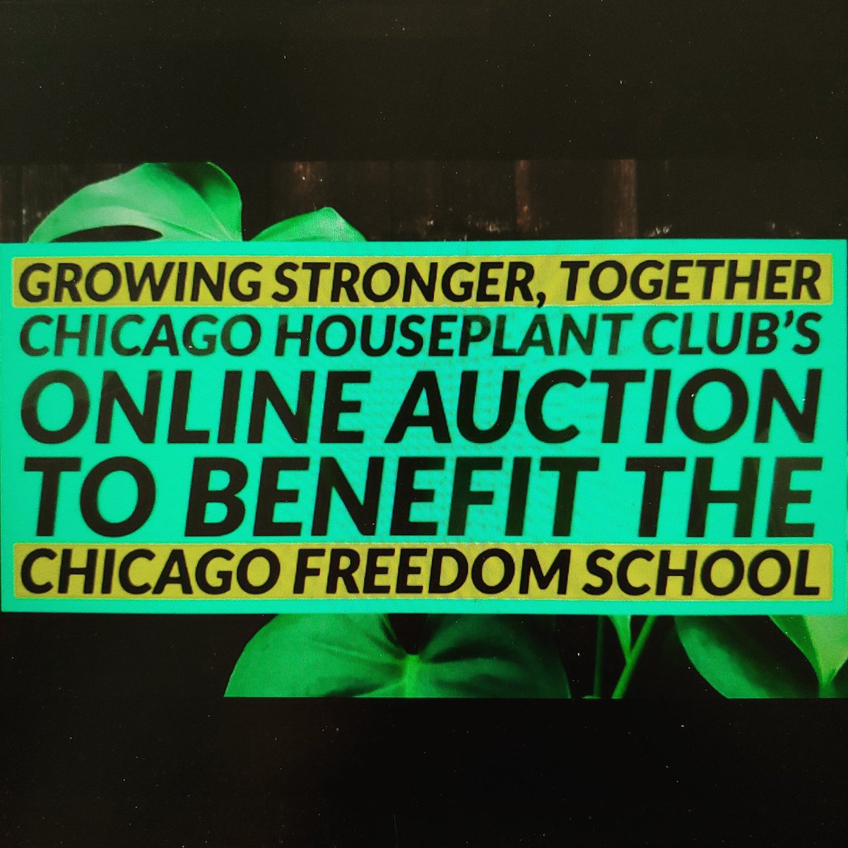 Jeremyafost's tweet photo. The Chicago Houseplant Club is organizing an auction to support the mission of the @ChiFreeSchool. 100% of profits will go towards supporting their mission. https://t.co/evUAfamlqu