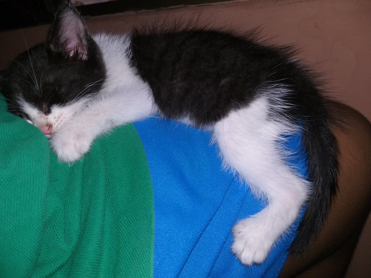 cinnaedh's tweet photo. 22 de abril 2020
Hace un año me encontraste. 
¡LARGA VIDA OREO! 
Psdta: Me olvidé de subirlo aquí. https://t.co/LqsladT2yy