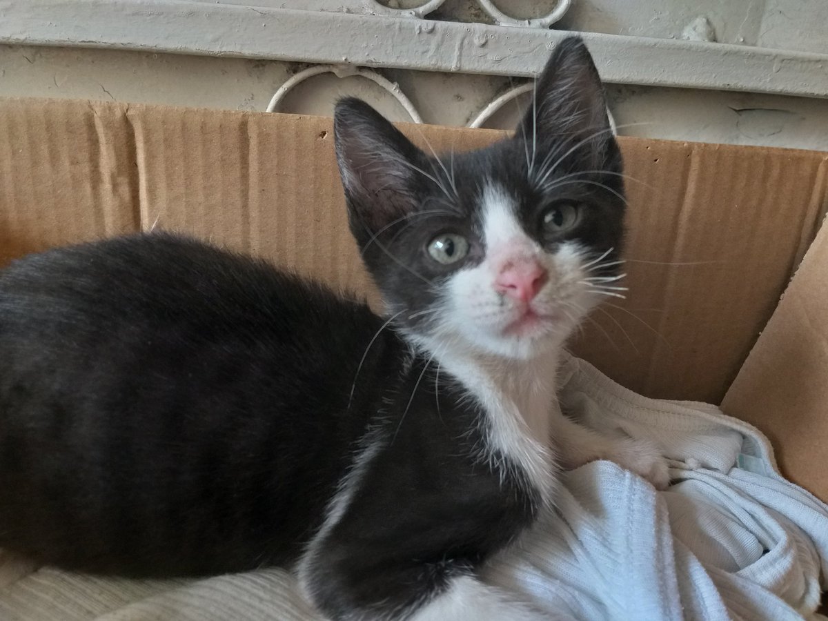 cinnaedh's tweet photo. 22 de abril 2020
Hace un año me encontraste. 
¡LARGA VIDA OREO! 
Psdta: Me olvidé de subirlo aquí. https://t.co/LqsladT2yy