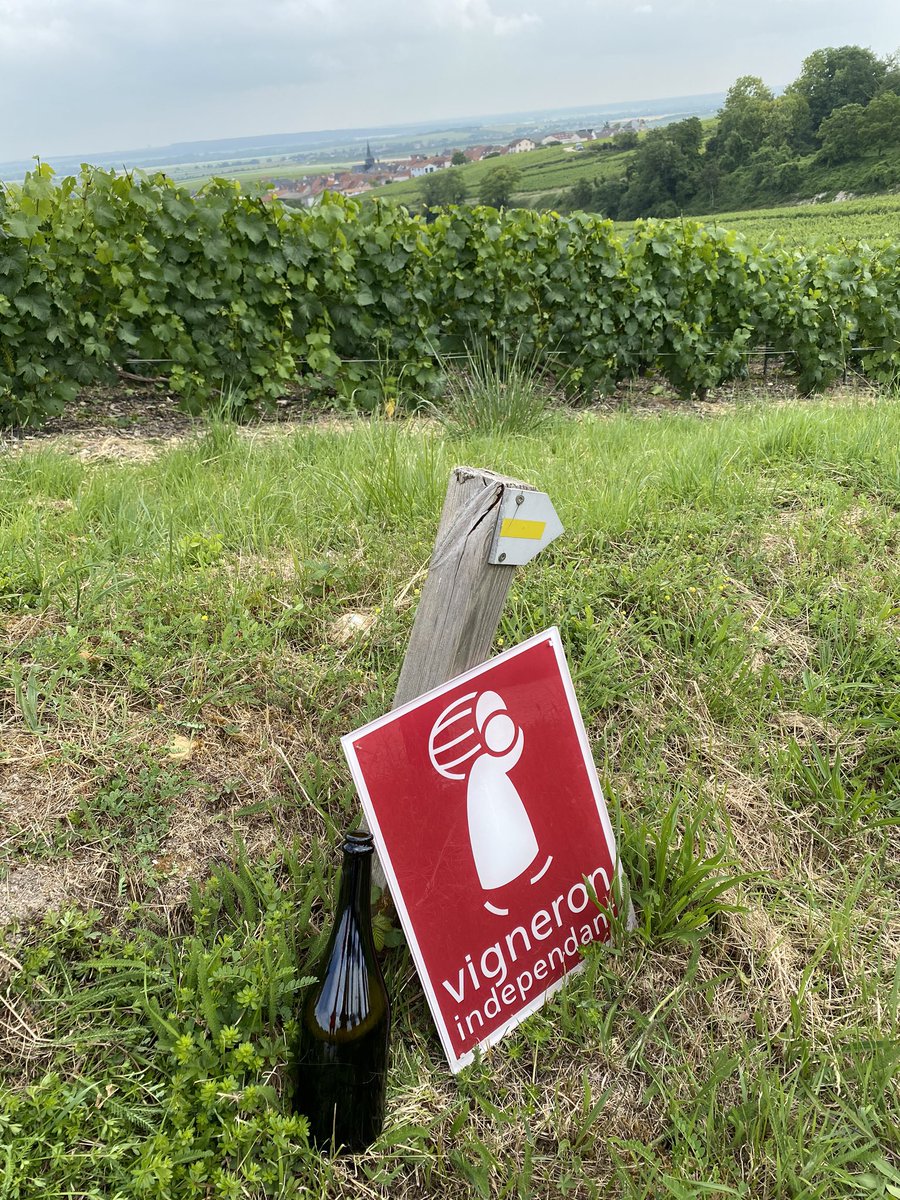 champagneindep's tweet photo. À la rencontre de quelques uns de nos #vigneronsindependants toute la journée de la #montagnedereims à la #cotedesblancs dans le cadre de notre campagne digitale avec @bicyclettedepaul et @julienlasota merci pour leur temps ! A découvrir bientôt😉🥂❤️🌸#champagne #growerchampagne https://t.co/lPqO2fc99R